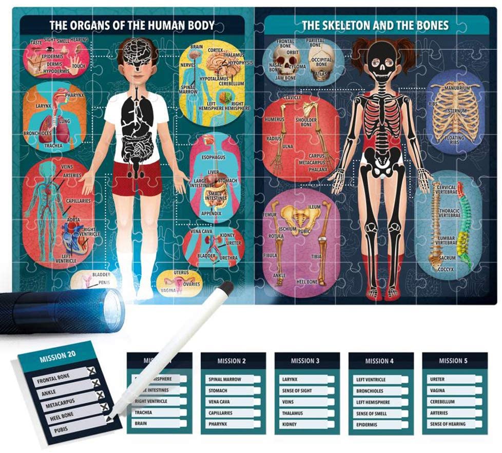 The Human Body Under X-Ray Educational Puzzle for KsmToys by Headu